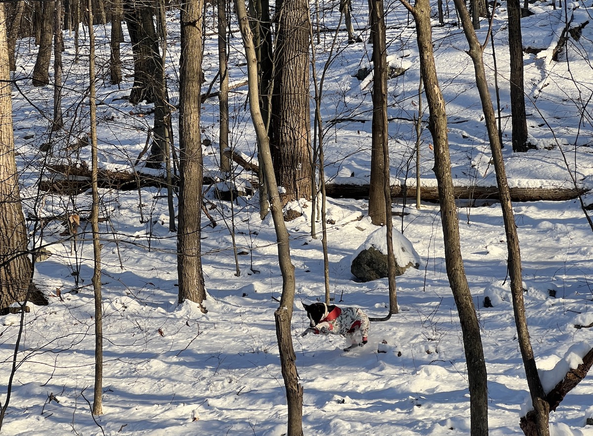 A white and black dog jumping in the middle of a snowy clearing in the woods.