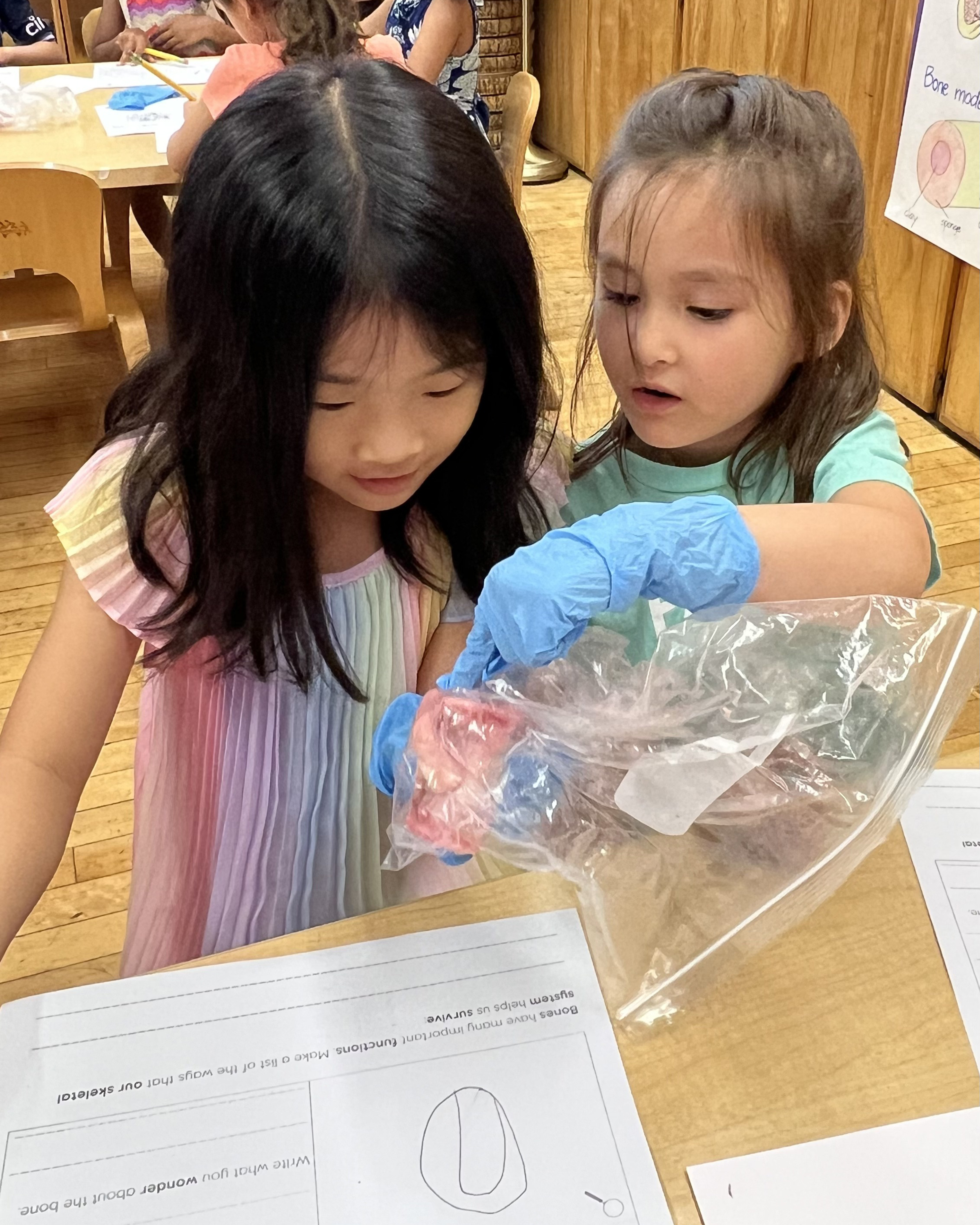 Young children looking at a beef bone, making observations.