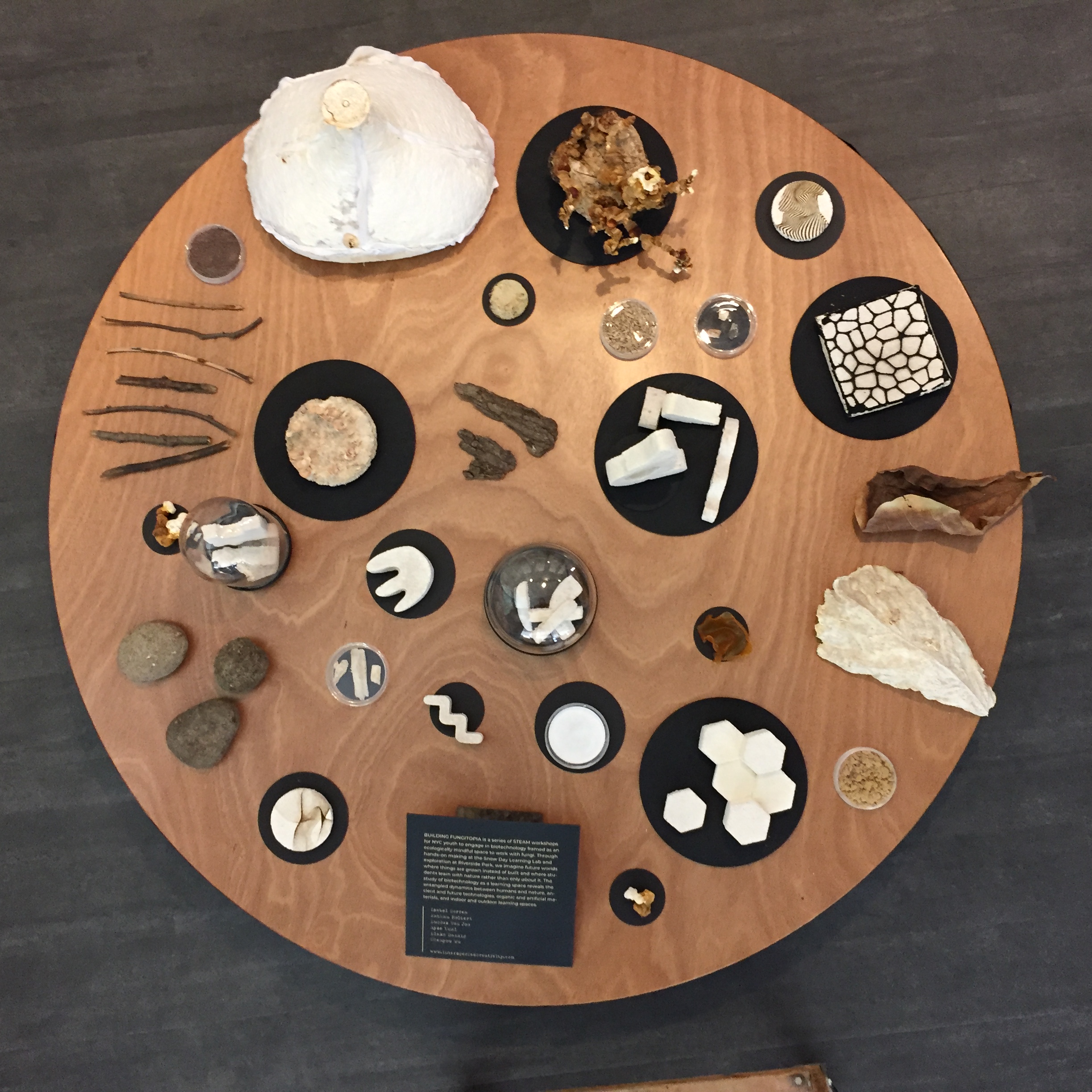 bird's eye view of circle table with mycelium and mushroom sculptures