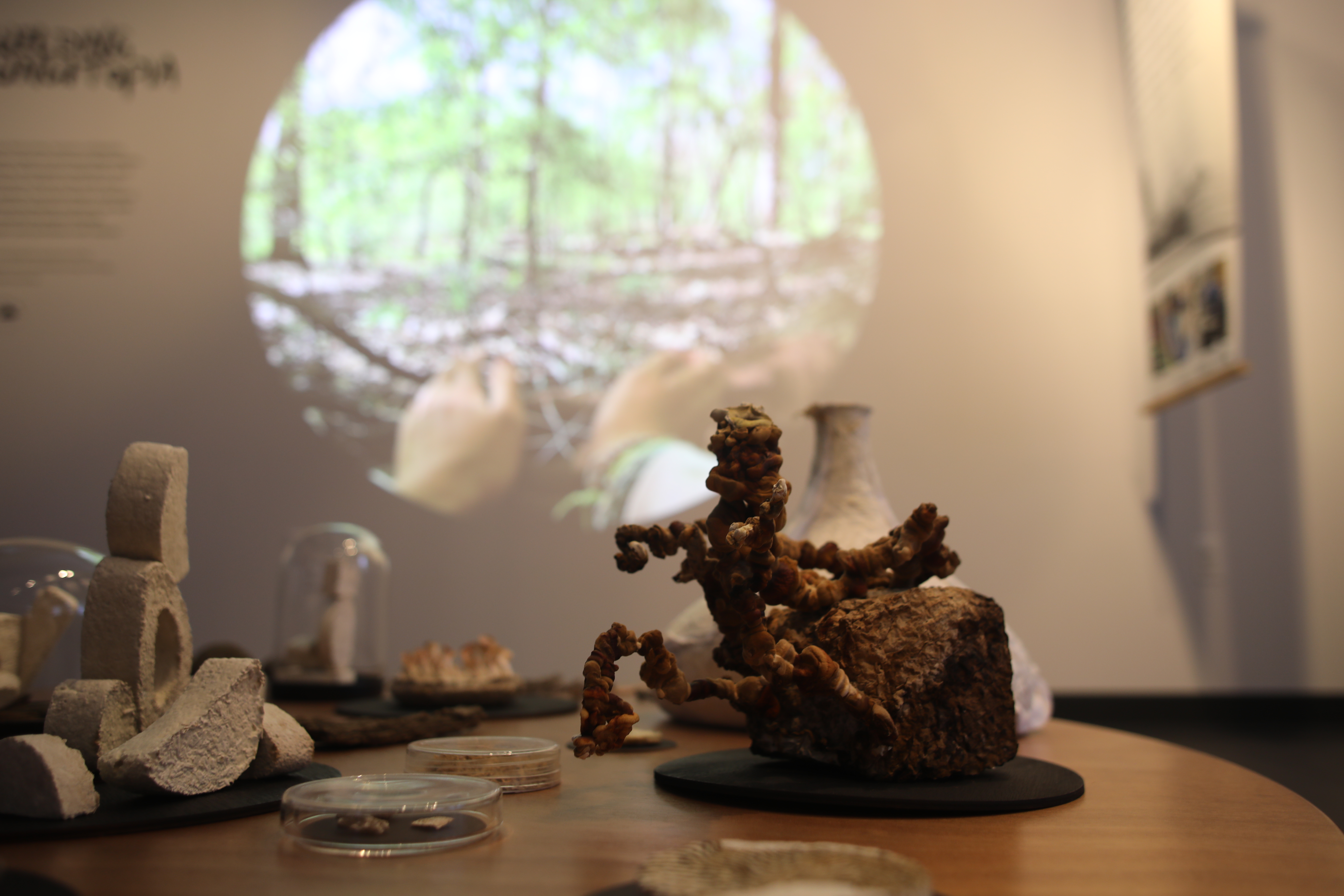 sculptures grown from mushrooms and mycelium in front of circular projected video of hands 