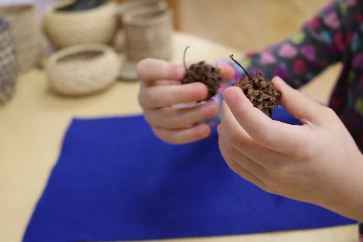 toddler holding tree seed pod