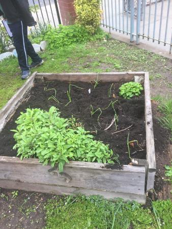 ESE for All 2018-2019 Garden Pic