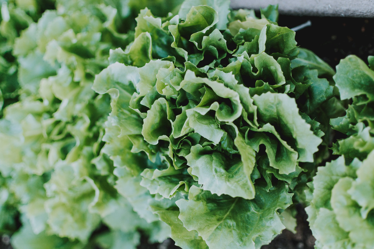 Vegetable