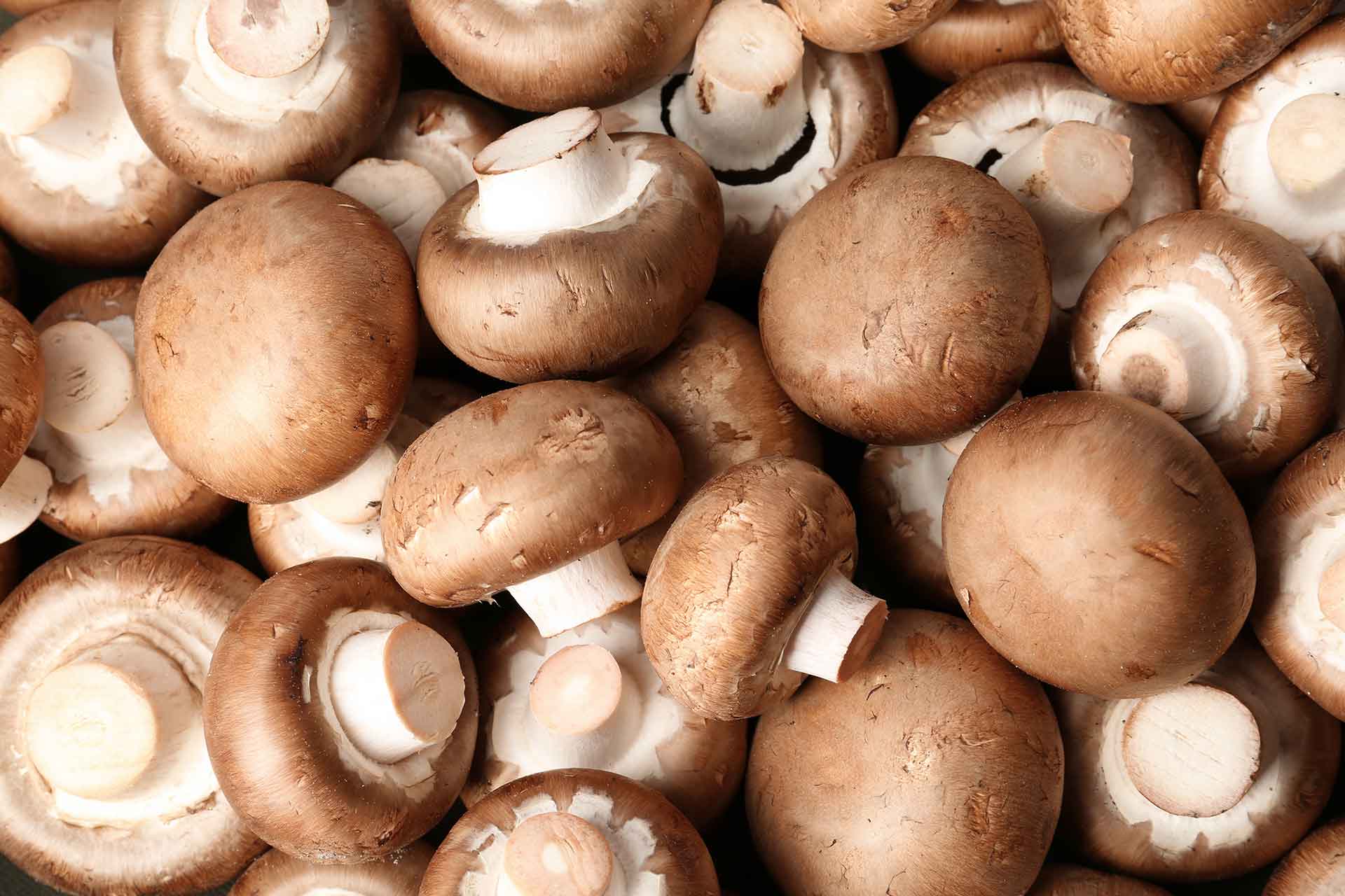 Mushroom