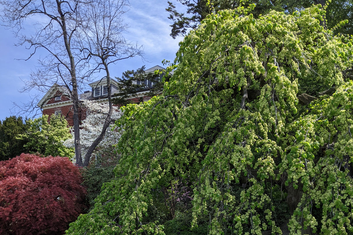 A photo of Smith College in spring time