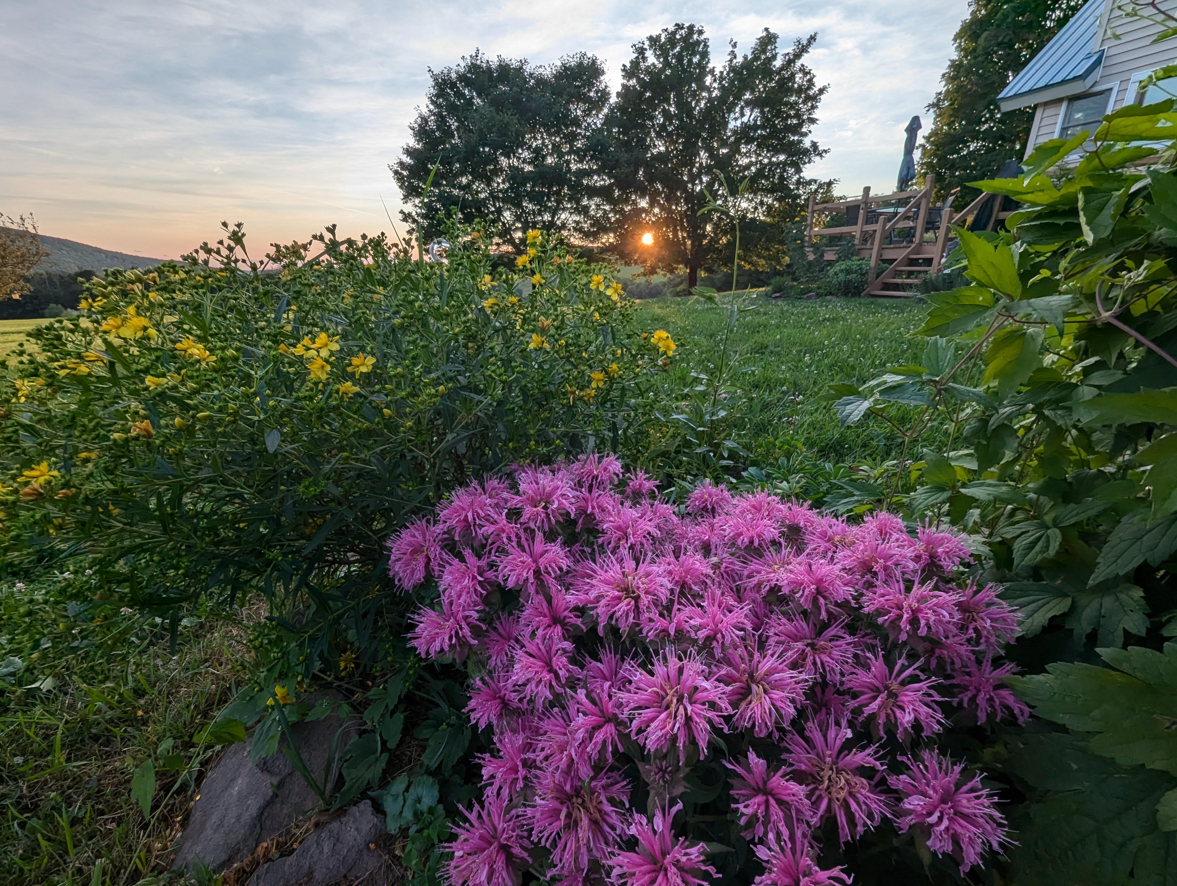 a flower garden