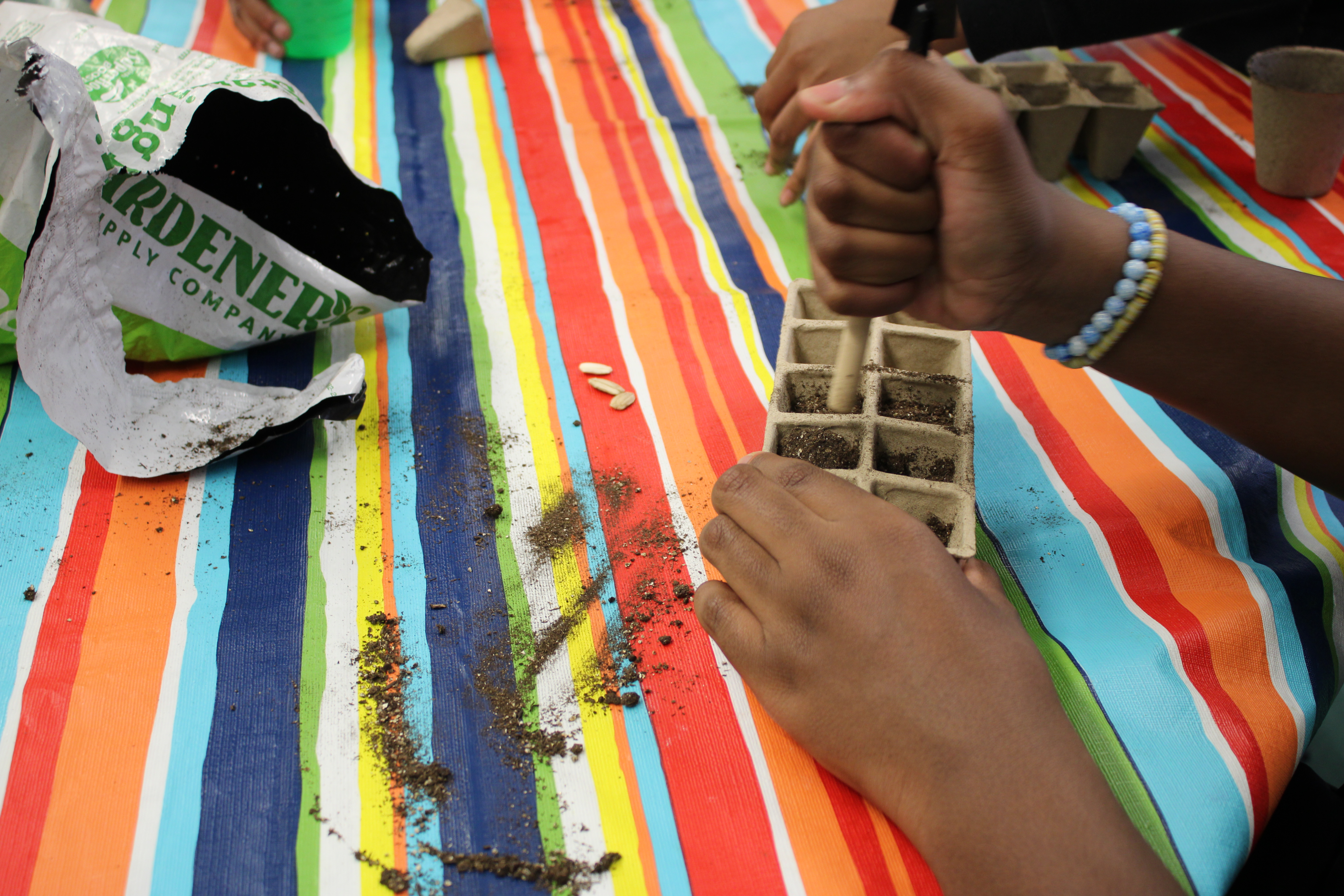 A young child's hands making holes in soil pockets to plant seeds. The soil pockets are inside of an ice cube tray, and there is a multicolored striped tablecloth in the background.
