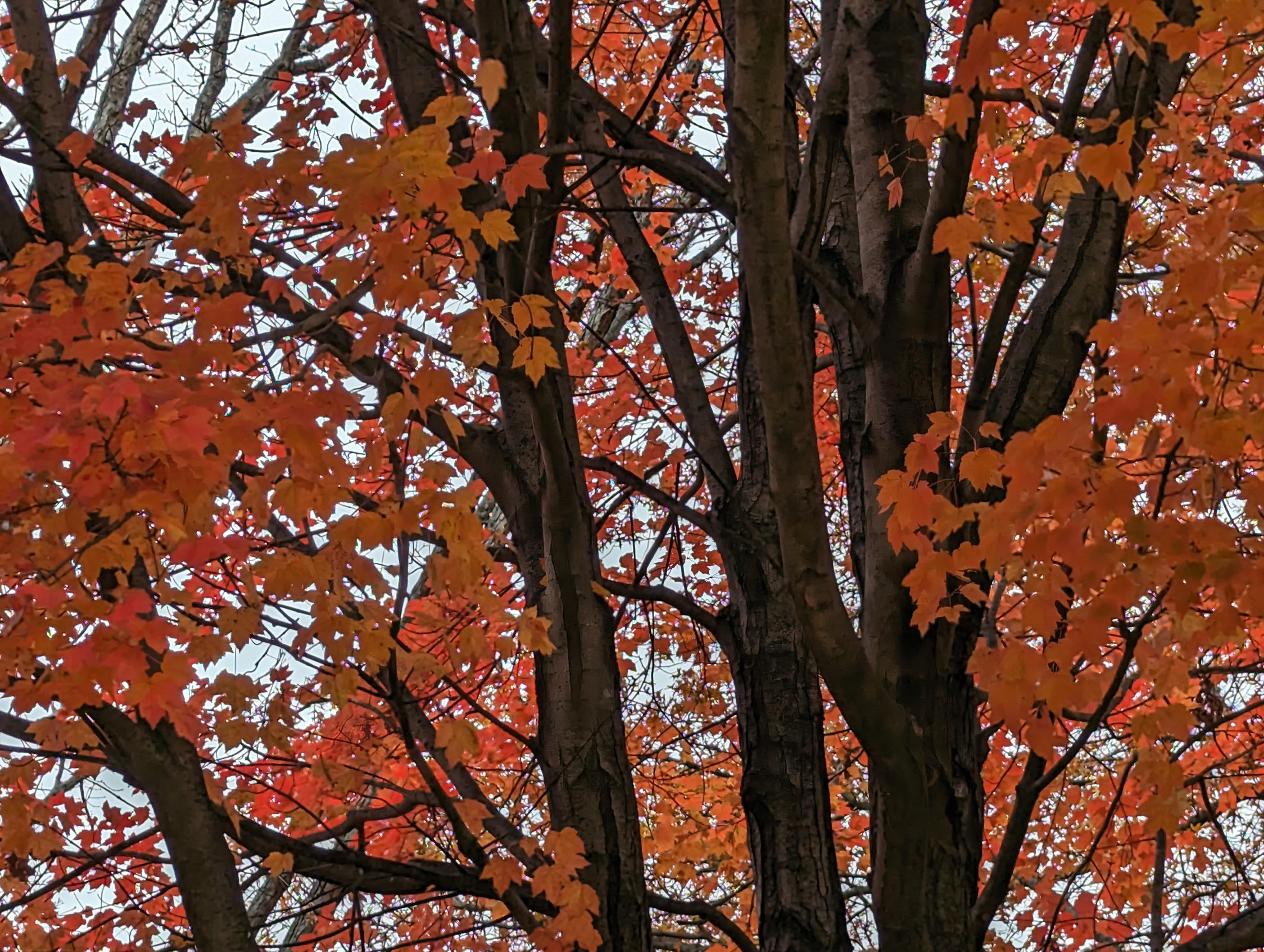 red autumn leaves on tree branches