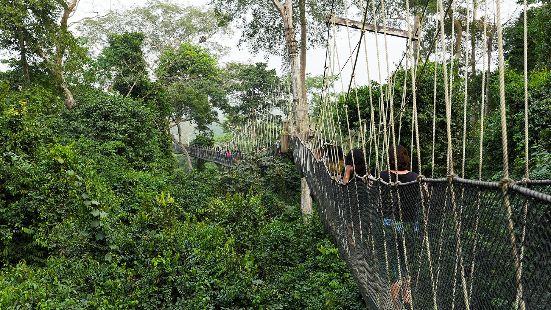 Rope canopy bridge walk across the forest at Kakum National Park