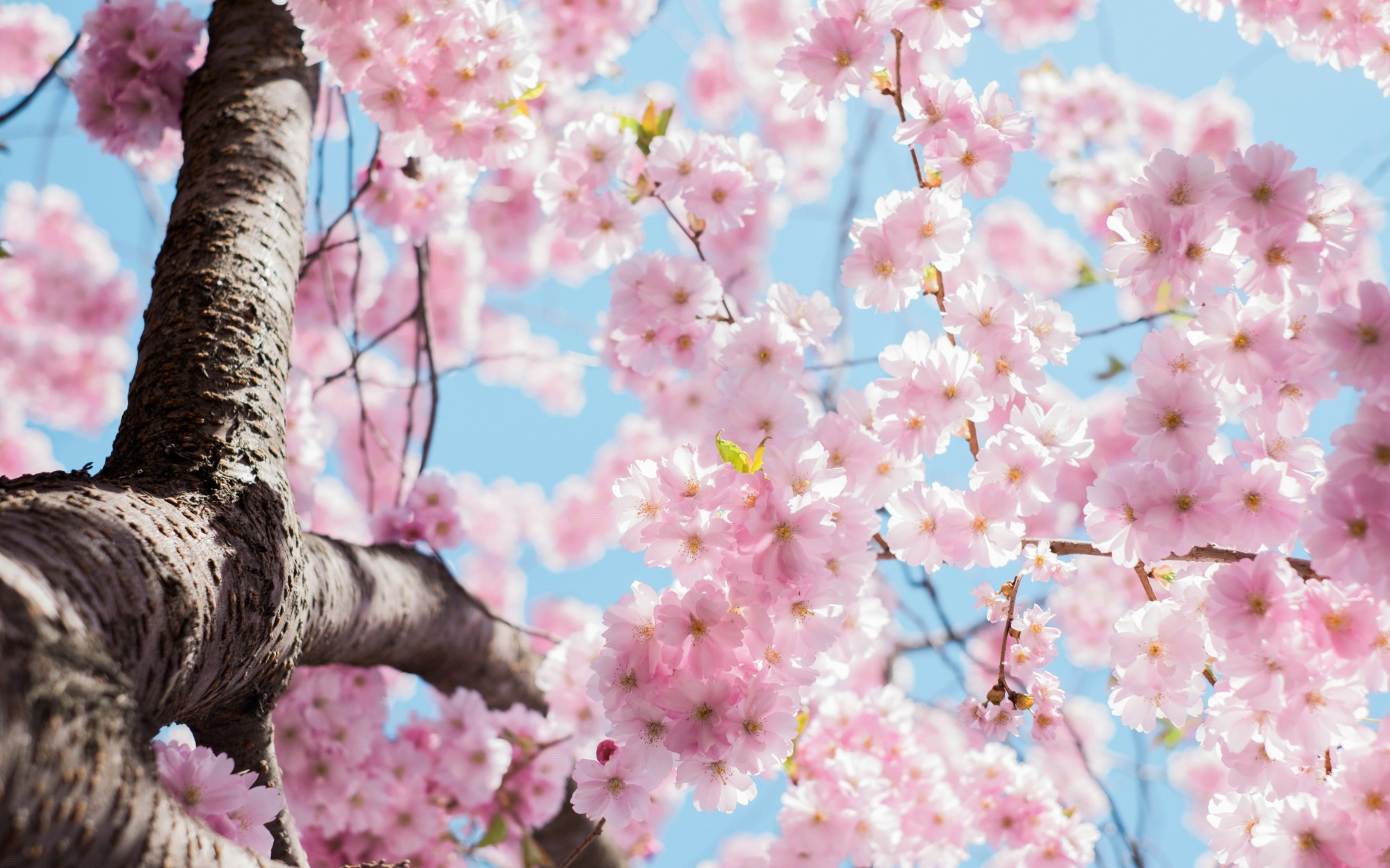spring cherry blossoms