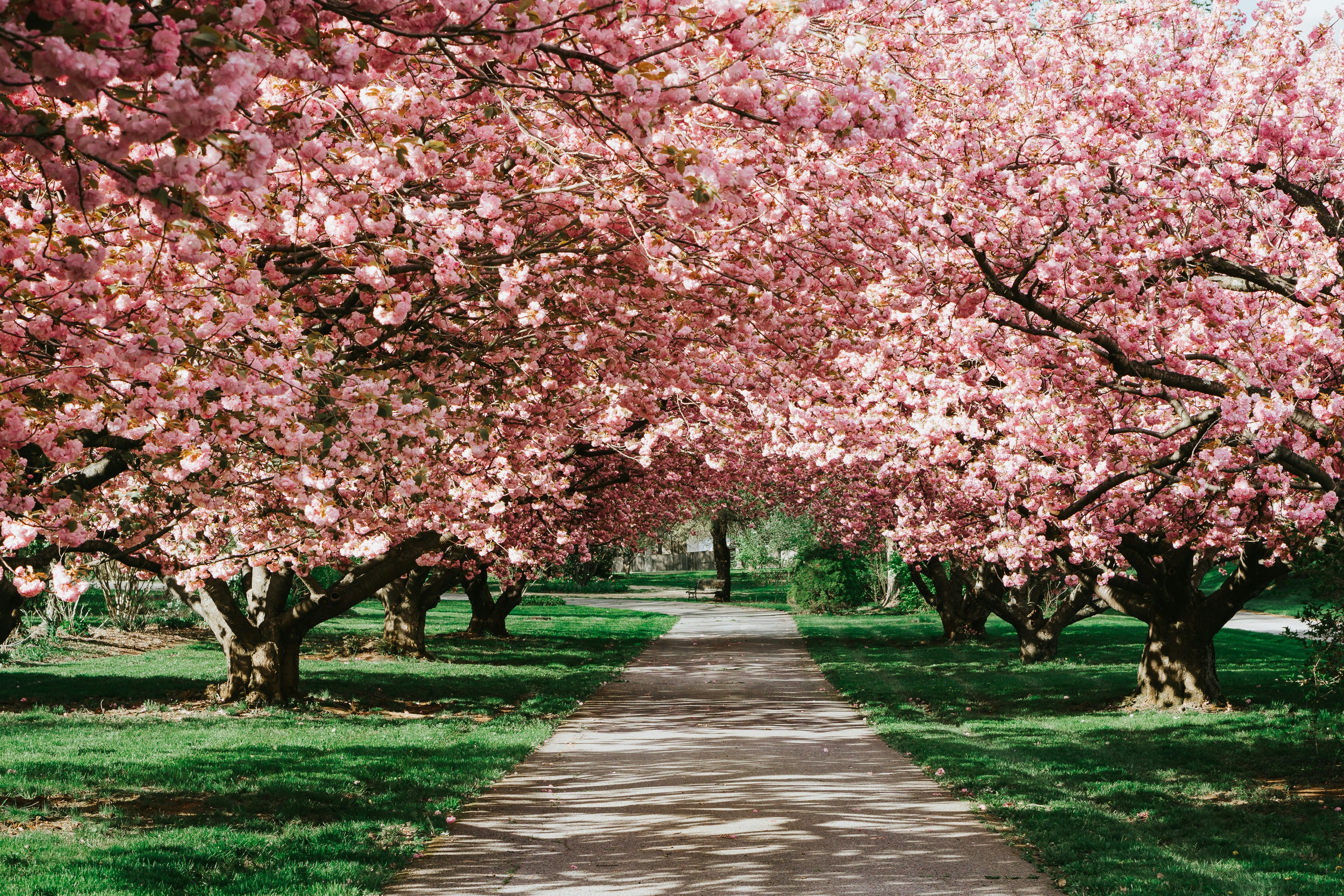 CherryBlossoms