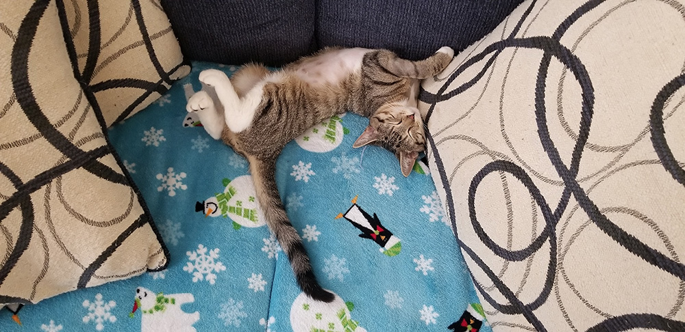 Daisy Kitten