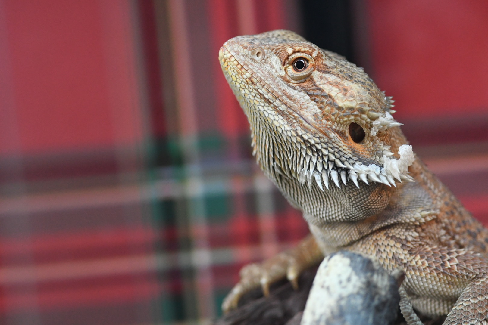 Pet - Pippen - Bearded Dragon