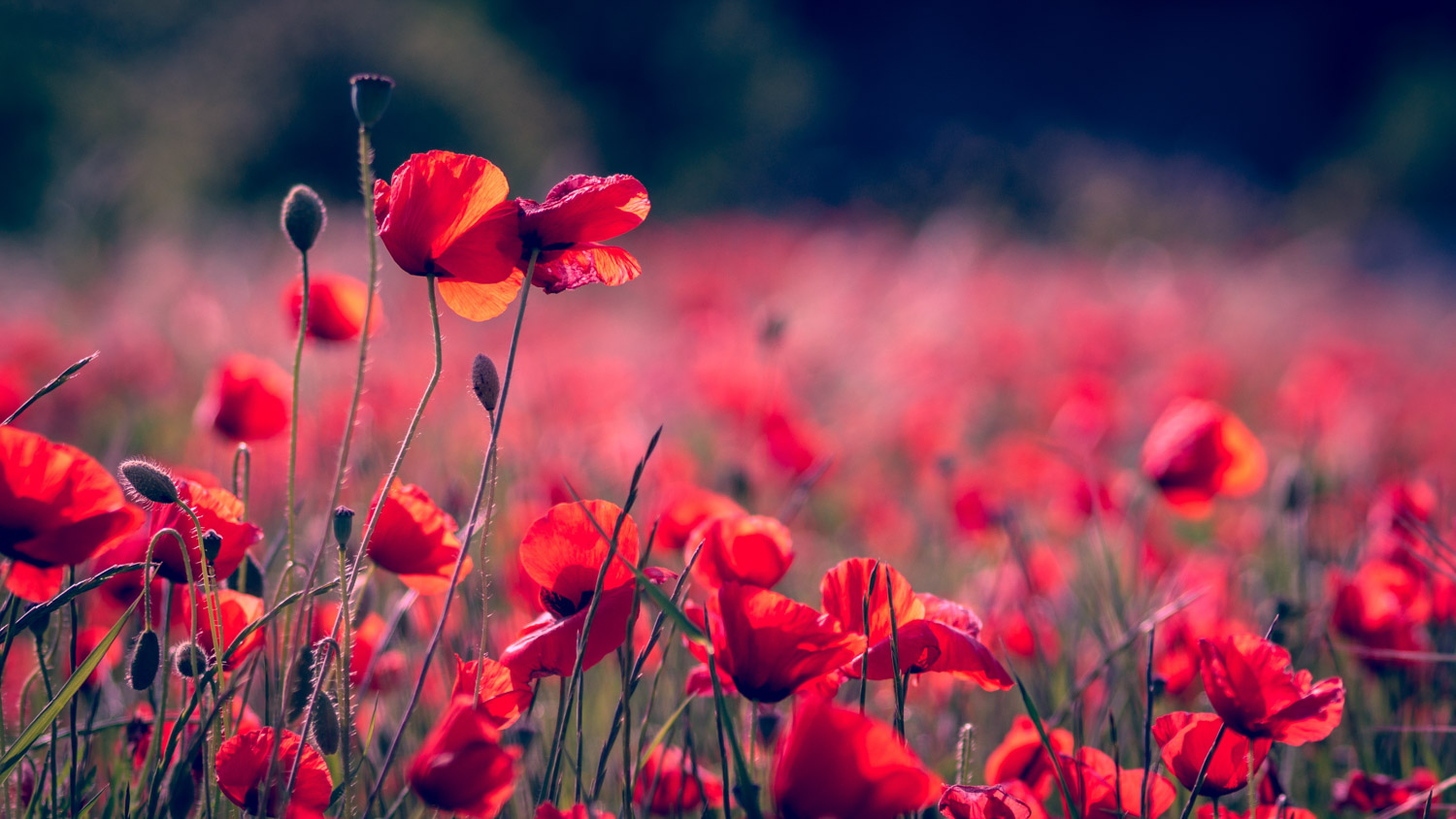 field of poppy flowers