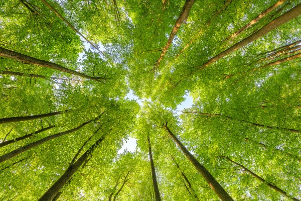 Future Leaders in Sustainability